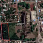 LOTE 002 - Uma plantação de eucaliptos